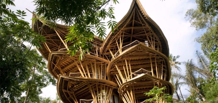 bamboo