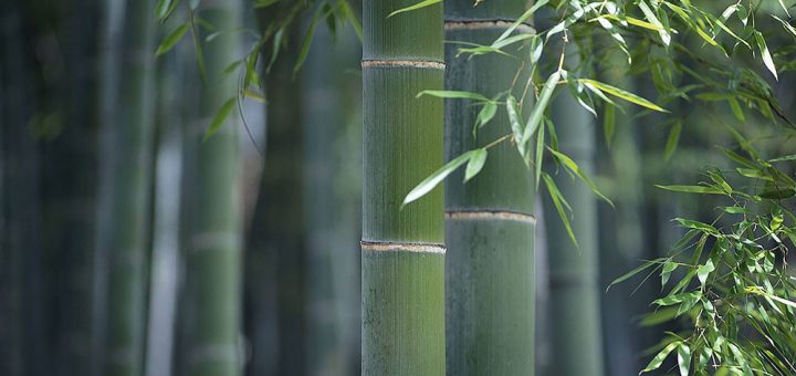 bamboo moso