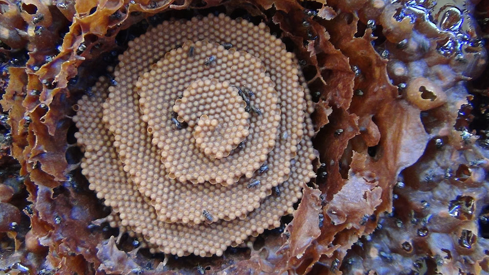 bees
